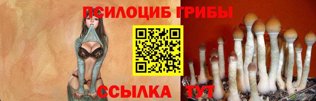 Галлюциногенные грибы Psilocybine cubensis Карабулак